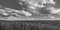 Black and white scene with barley field. Hordeum vulgare Royalty Free Stock Photo