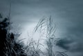 Black and white scene of grass flower with dark sky and sunlight. Dreamy background for sad, dead, hopeless, and despair. Death Royalty Free Stock Photo