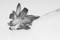 Black and white Schlumbergera flower with details