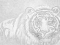 Black and white sketch photo, Tiger.