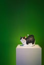 Black and white sculpture of a feline perched atop a white box in the center of a green room