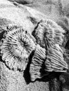 black and white sea coral in the  sand Royalty Free Stock Photo