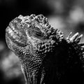 Black and white sea iguana Royalty Free Stock Photo