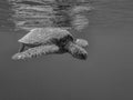 Black and White Sea Turtle Close Up Underwater Royalty Free Stock Photo