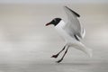 A black and white seagull coming in for a landing on the beach. Royalty Free Stock Photo