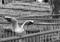 Seagull on fence in black and white Royalty Free Stock Photo