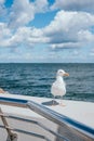 Seagull perched on a pier Royalty Free Stock Photo