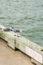 Black and white seashore birds at Galveston Island, TX