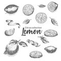 Black and white set of hand drawn tropical citrus fruit. Lemon. Ink sketch style. Good idea for templates menu, recipes