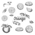 Black and white set of hand drawn tropical citrus fruit. Orange. Ink sketch style. Good idea for templates menu, recipes Royalty Free Stock Photo