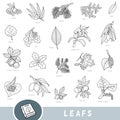 Black and white set of leaves and fruits, collection of nature items with names in English. Cartoon visual dictionary for children Royalty Free Stock Photo
