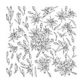 Black and white set of Oriental Lily. Flowers, branches, leaves and buds. Hand-drawn collection of festive d