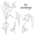 Black and white set of snowdrops, an outline drawing is cut out on a white background. Vector drawing of wildflowers