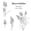 Black and white set of spring flowers cut to white. Hand-drawn vector illustration of Muscari latifolium