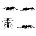 black and white set vector ant silhouette isolated on white background Royalty Free Stock Photo