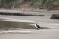 Black and white shag on the beach