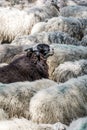 Black and white sheep. 1 black sheep and al lot of white sheeps Royalty Free Stock Photo