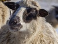 a sheep portrait close up Royalty Free Stock Photo