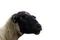 Black and white sheep face only, side view, looking at camera, isolated, white background, isolated Royalty Free Stock Photo