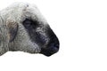 Black and white sheep face only, side view, looking at camera, isolated, white background, isolated Royalty Free Stock Photo