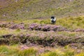 Black and white sheep on Granuaile Loop Walk Trail cover by flowers and vegetation