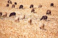 Black and white sheep grazing Royalty Free Stock Photo