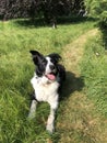 Black and white sheepdog collie in summer