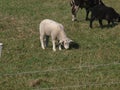 Black and white sheeps on a meadow in Moerkapelle, The Netherlands Royalty Free Stock Photo