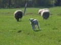 Black and white sheeps on a meadow in Moerkapelle, The Netherlands Royalty Free Stock Photo