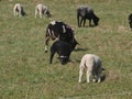 Black and white sheeps on a meadow in Moerkapelle, The Netherlands Royalty Free Stock Photo