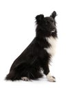 Black and white Shetland Sheepdog seated