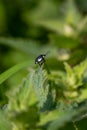 Black and White Shieldbug on the leaf of a White Dead Nettle plant.