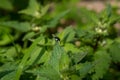 Black and White Shieldbug on the leaf of a White Dead Nettle plant.