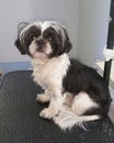 Black and white shih tzu dog on grooming table