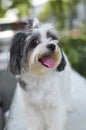 Black & White Shih Tzu Portrait