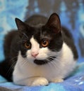 Black with white short-haired cat with orange eyes Royalty Free Stock Photo