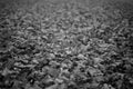 Black and white shot of autumn leaves covering the ground like a carpet Royalty Free Stock Photo