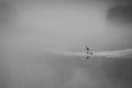 Black and white shot with a bird sitting alone on a lake surrounded by thick fog Royalty Free Stock Photo