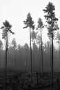 Black and white shot of cut trees in the middle of foggy forest Royalty Free Stock Photo