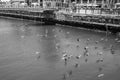 Black and white shot of flock of birds majestically soaring under the bridge crossing at the Waterfront.