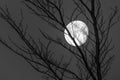 Black and white shot of full moon behind branches of leaf less tree. Concept for drama, terror of the night, sleep Royalty Free Stock Photo