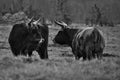 Black and white shot of highland cattle on a meadow. Powerful horns brown fur Royalty Free Stock Photo