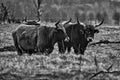 Black and white shot of highland cattle on a meadow. Powerful horns brown fur Royalty Free Stock Photo
