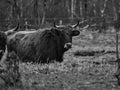 Black and white shot of highland cattle on a meadow. Powerful horns brown fur Royalty Free Stock Photo