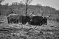 Black and white shot of highland cattle on a meadow. Powerful horns brown fur Royalty Free Stock Photo