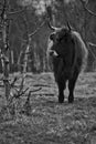 Black and white shot of highland cattle on a meadow. Powerful horns brown fur Royalty Free Stock Photo