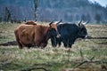 Black and white shot of highland cattle on a meadow. Powerful horns brown fur Royalty Free Stock Photo