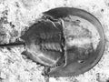 A black and white shot of a horseshoe crab shell Royalty Free Stock Photo