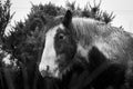 Black and white shot of a majestic horse standing with an array of trees in the backdrop Royalty Free Stock Photo