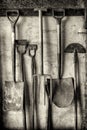 Black and white shot of old gardening tools including spades and forks hanging against a shed wall